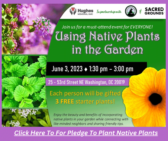  Using Native Plants in the Garden 2023 Event Flyer for June 3, 2023